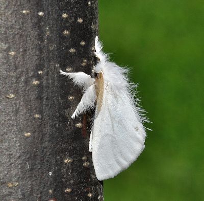 Euproctis similis